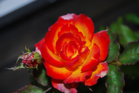 rose130908a.jpg