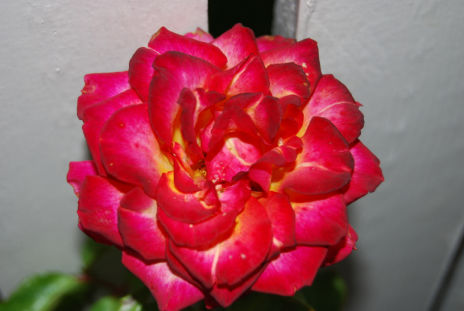 rose130908b.jpg