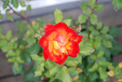 rose130908c.jpg