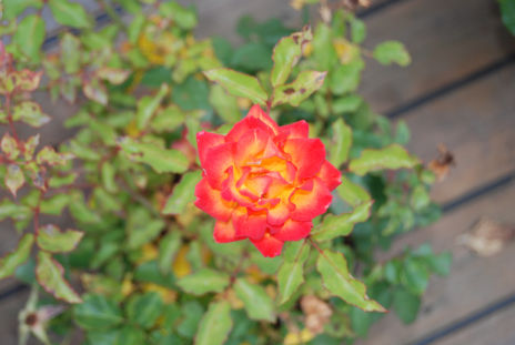 rose130908d.jpg