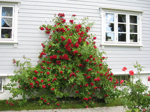 roserfront11.jpg