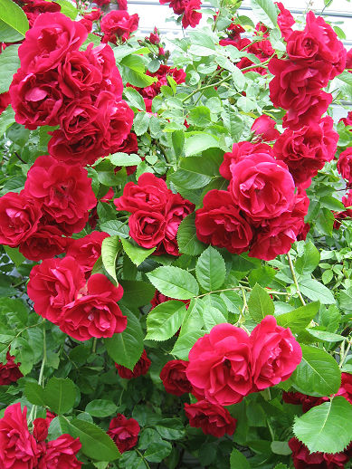 roserfront3.jpg