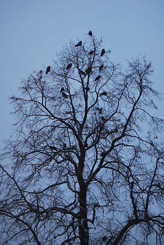 crow1.jpg