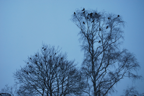 crow4.jpg