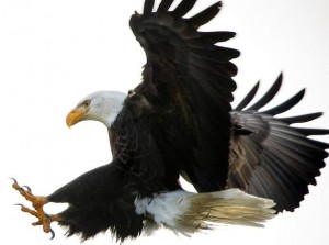 Bald eagle