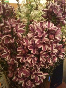 Lilacs