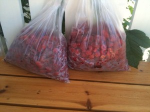 Bringebær - Raspberries
