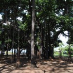 Tree01